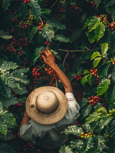 Cafés y productores